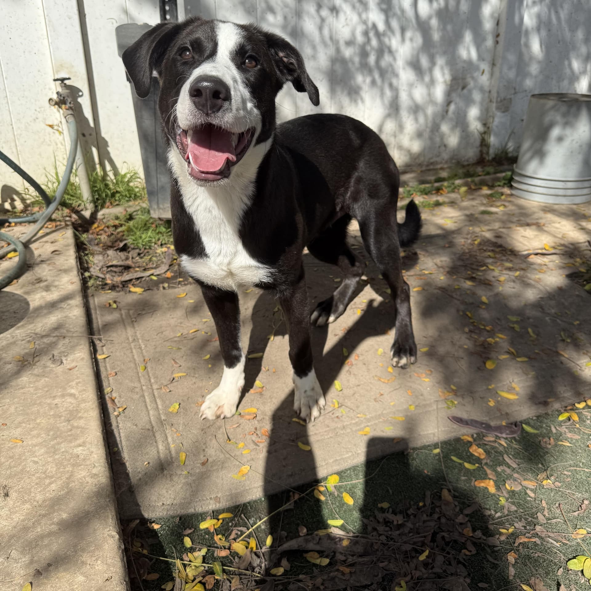 Tyson