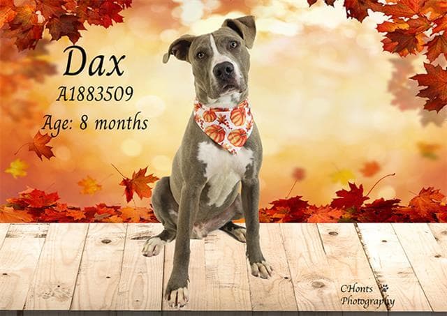 DAX