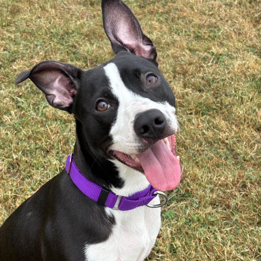 Rufus