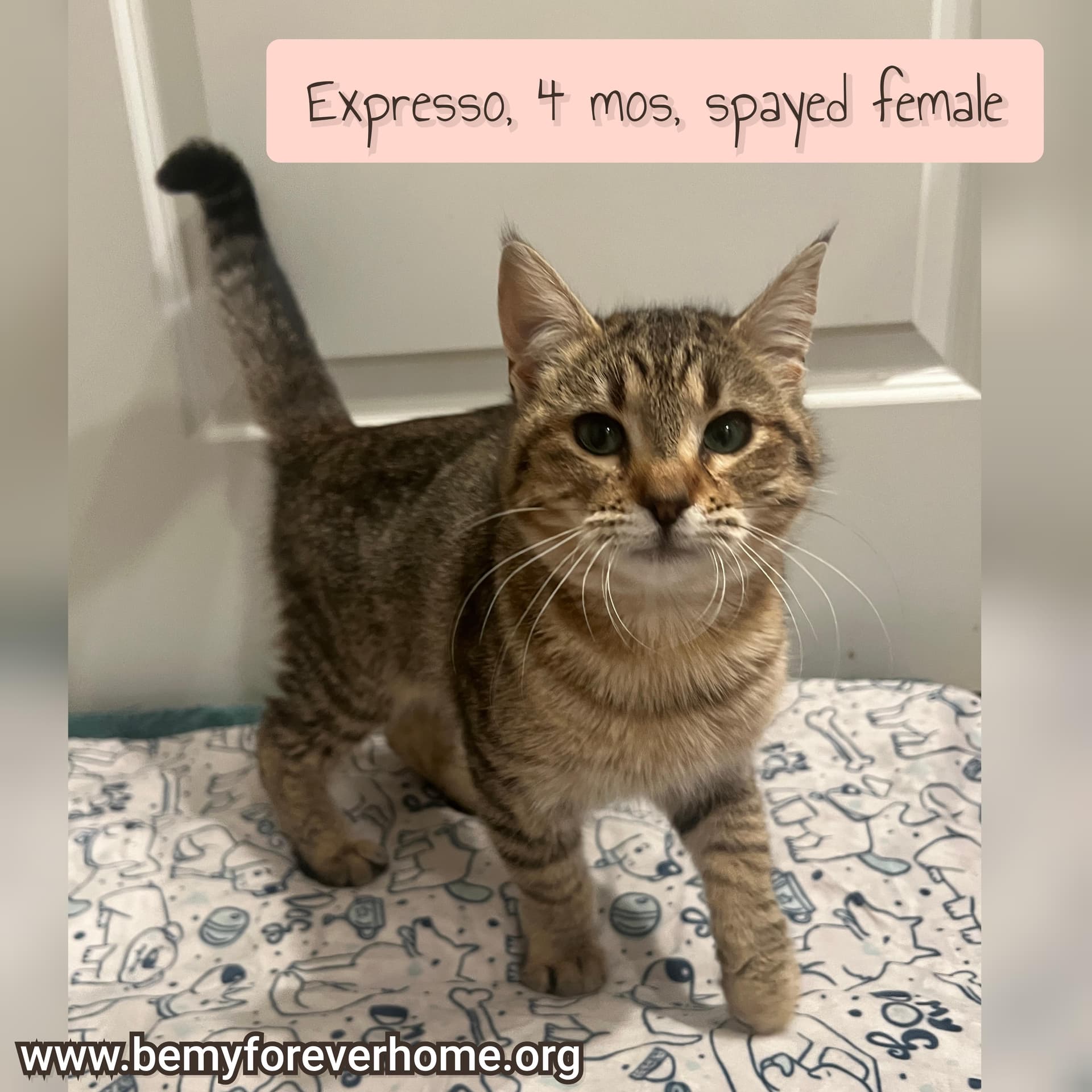 Expresso