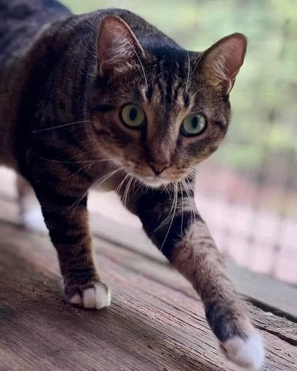 Brianna(Foster Needed)