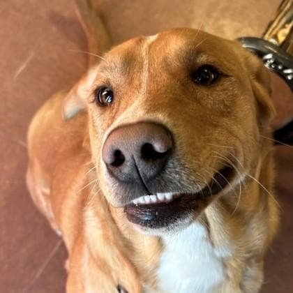 Cheddar