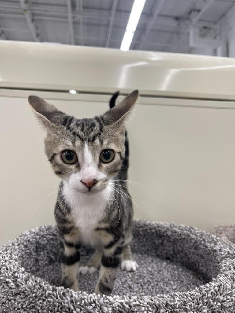 Ricky-Portofino PetSmart