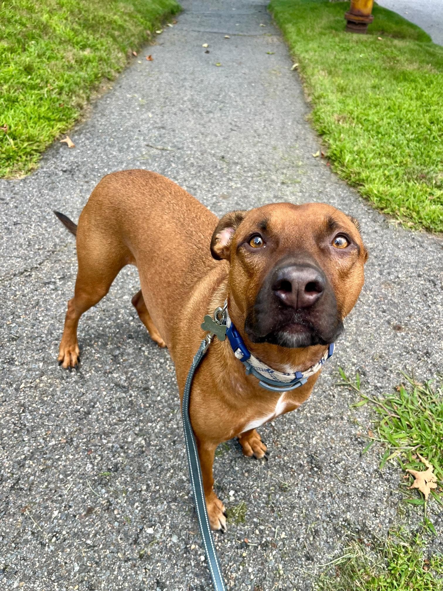 JASPER -Fostered in the Northeast!!