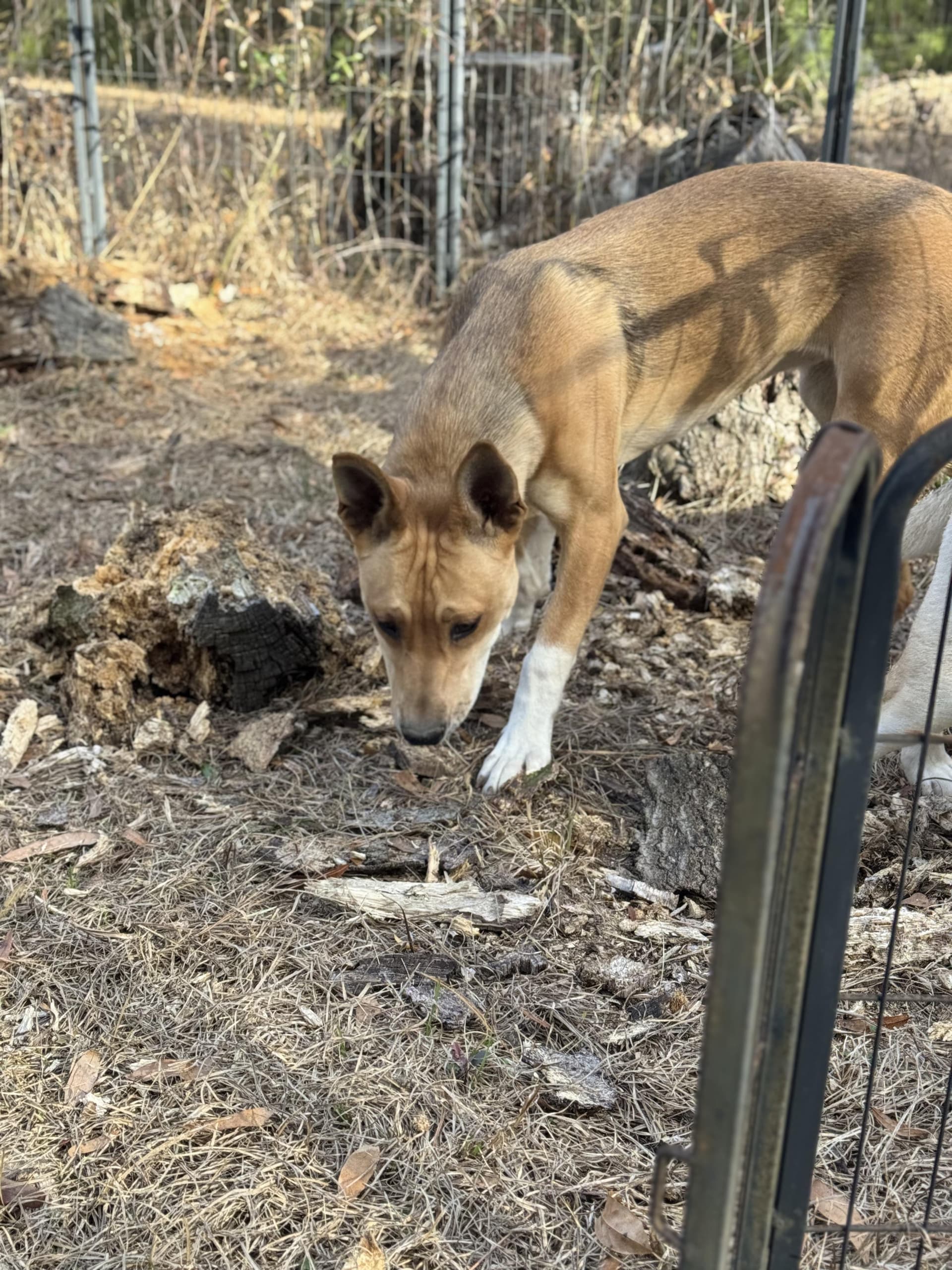 MADAM SIDE-EYE SNITCHINGTON