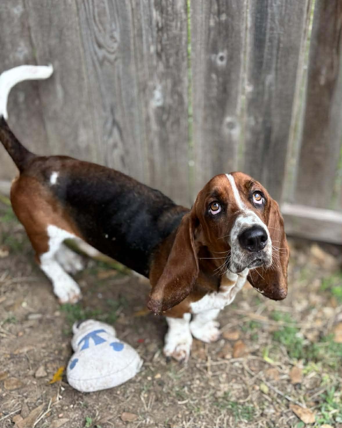 WESLEY - ADOPTION PENDING!