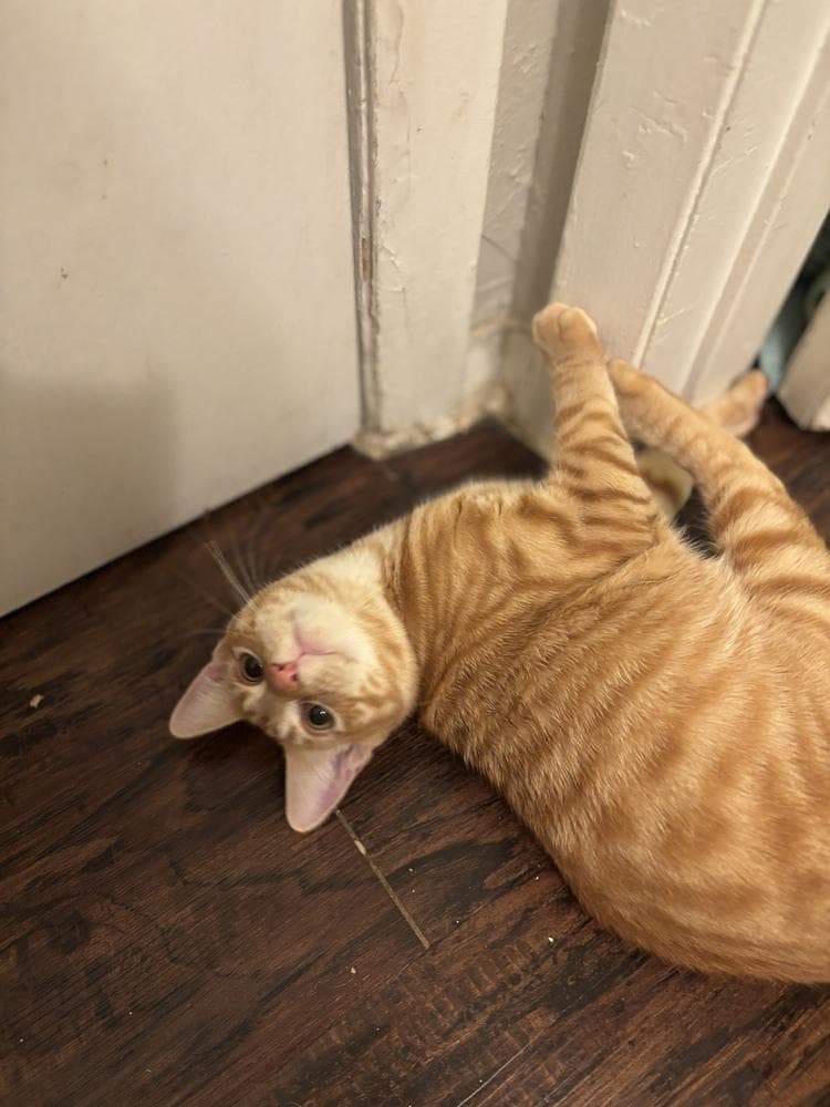 Marmalade