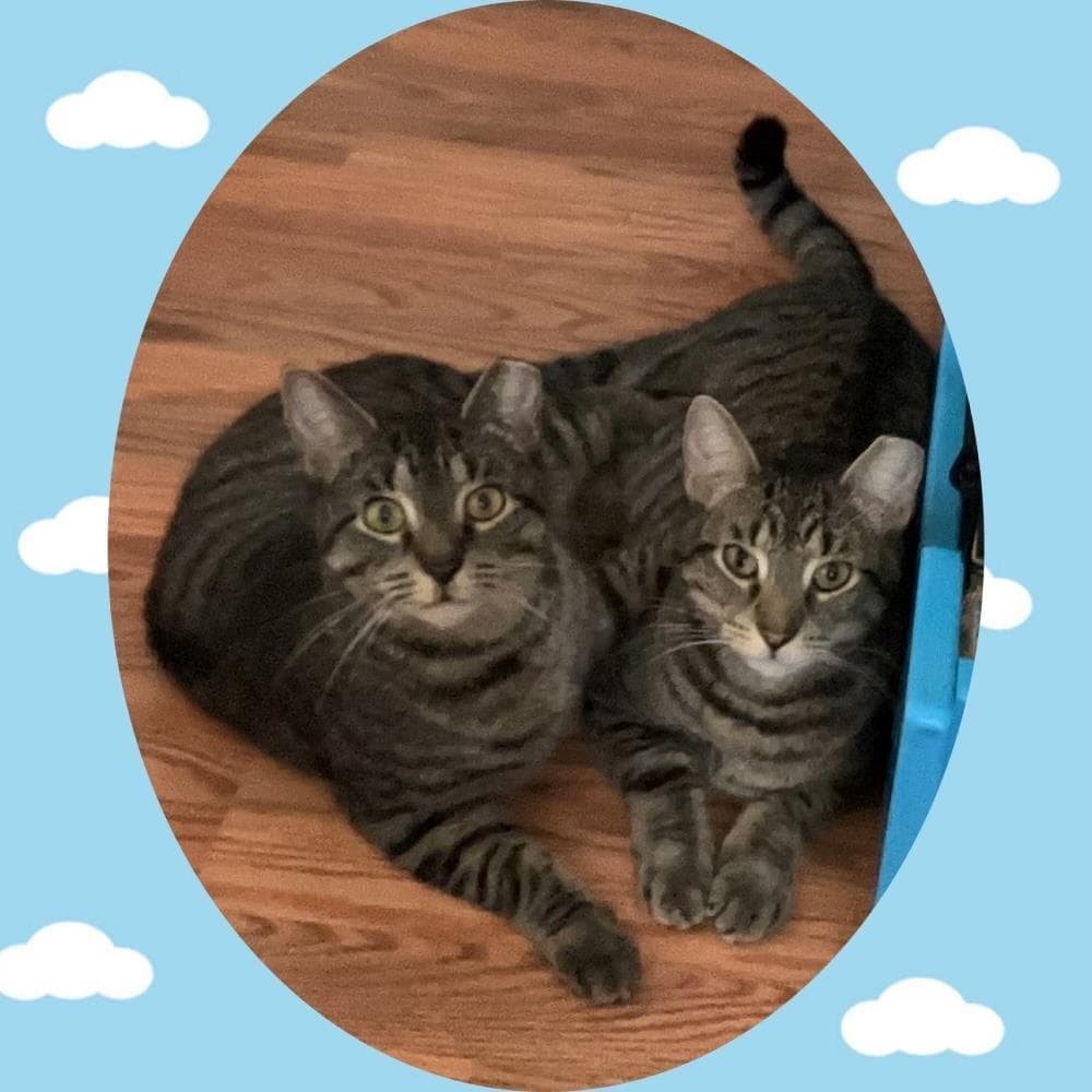 Mickey bonded Daisy