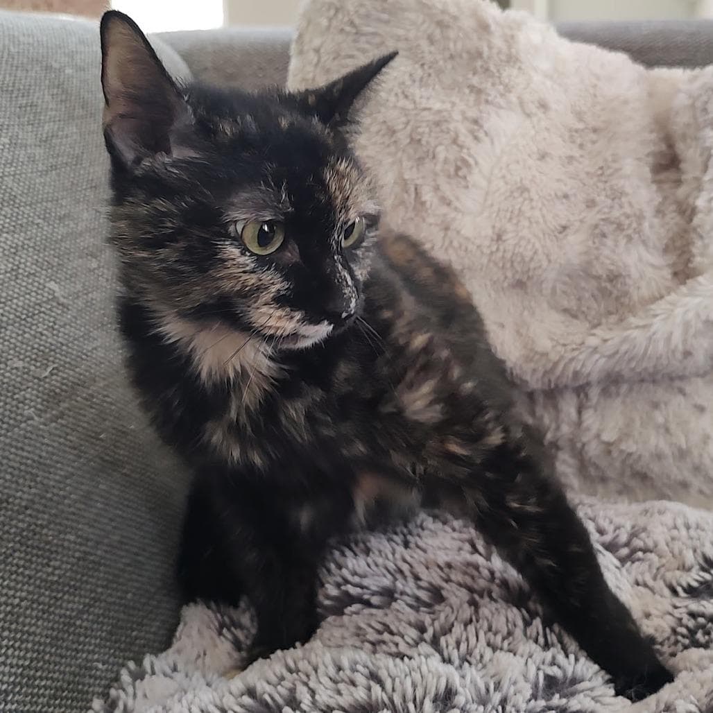 Lola