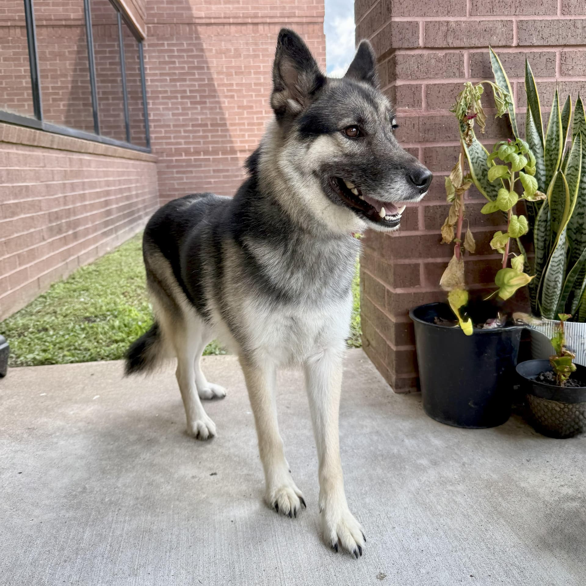 Loki