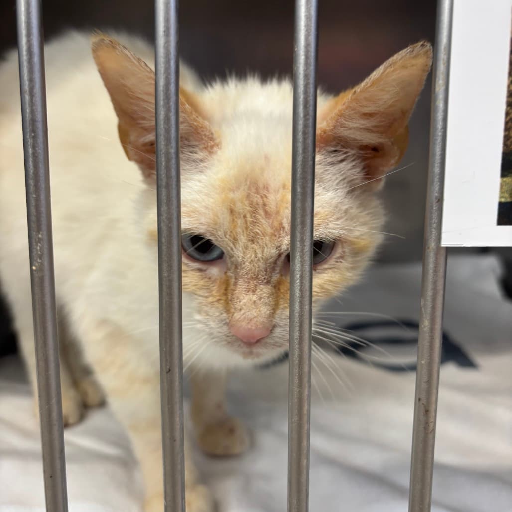 Anastasia Beverly Hills