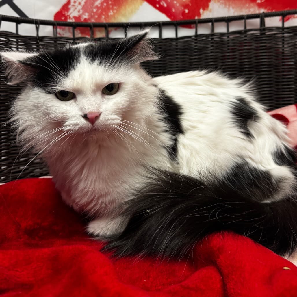 Dora Winifred (D.W.)