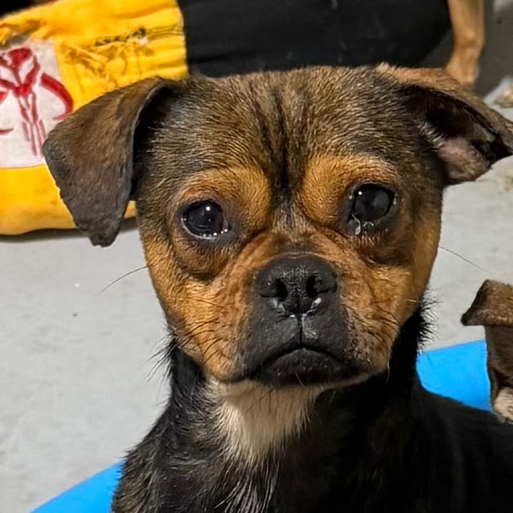 Taco