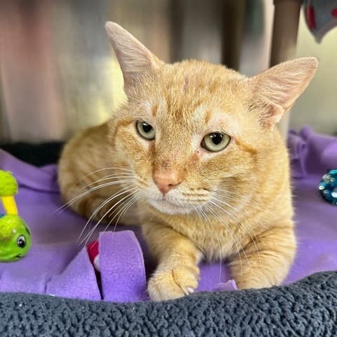 Questionably British