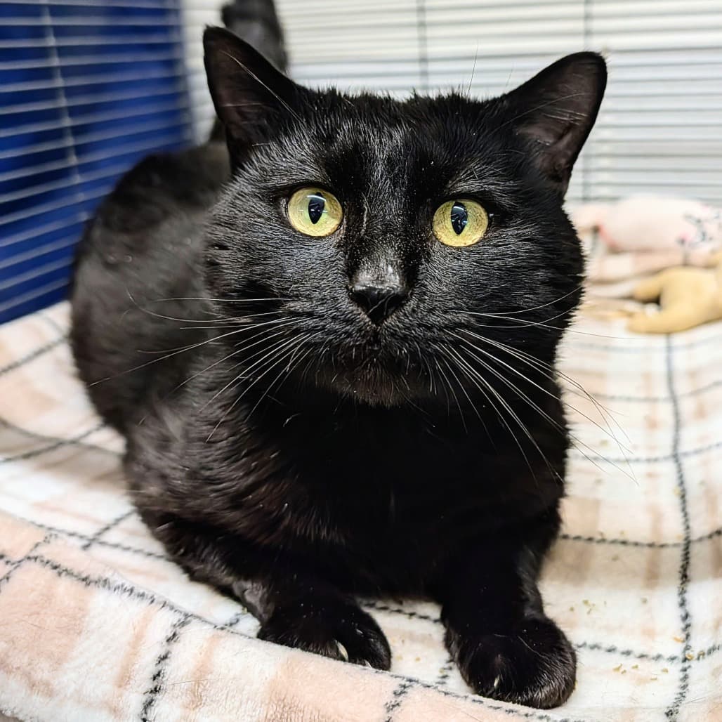 Axel