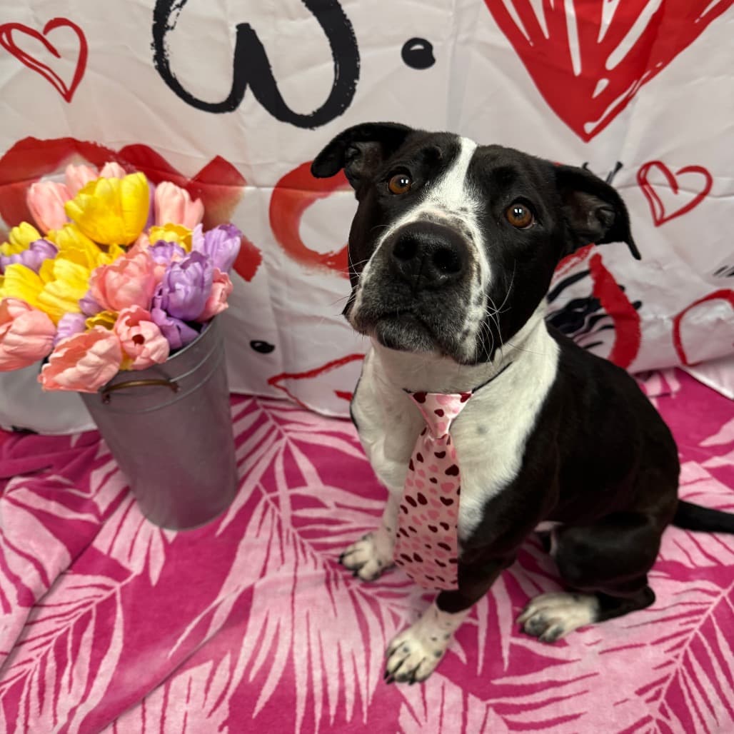 Steve "The Hair" Harrington